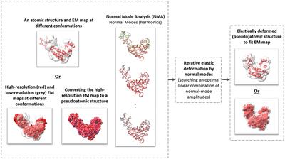 HEMNMA-3D: Cryo Electron Tomography Method Based on Normal Mode Analysis to Study Continuous Conformational Variability of Macromolecular Complexes